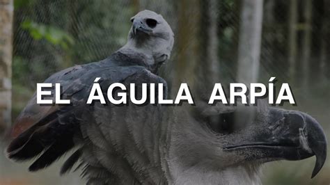 Top Imagen Aguila Arpia En Peligro De Extincion En Venezuela