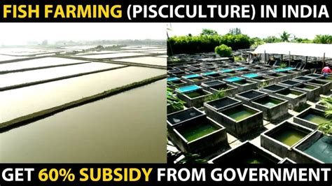 Modern Fish Farming Technology Fish Farming In India Discover