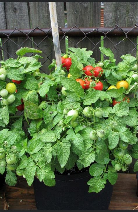 Tiny Tim Tomato Heirloom Tim S Tomatoes