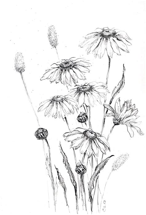 Daisy Flower Sketch Artwork Drawing Etsy