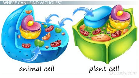 Vacuole In Animal Cell And Plant Cell