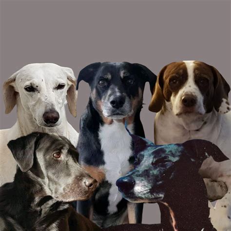 long term in home dog boarding