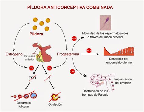 Hormonas Anticonceptivos Hormonales