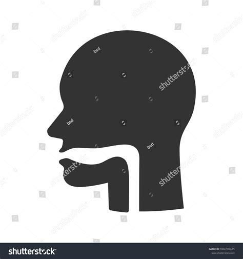 Oral Cavity Pharynx Esophagus Glyph Icon Stock Vector Royalty Free