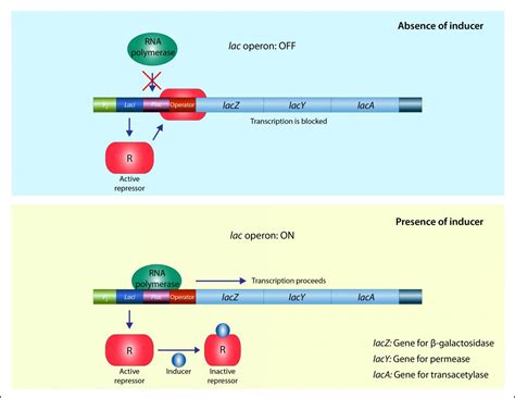 Stereospecificity Definition And Examples Biology Online Dictionary