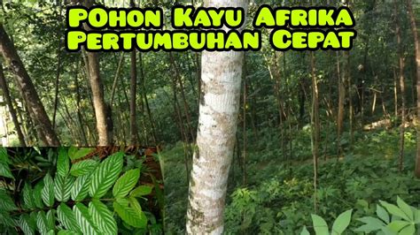 Pohon Kayu Afrika Kayu Manii Youtube