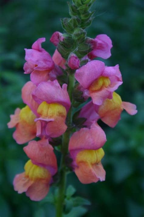 Gardening In The Shade Annual Plants For Shady Areas Dengarden