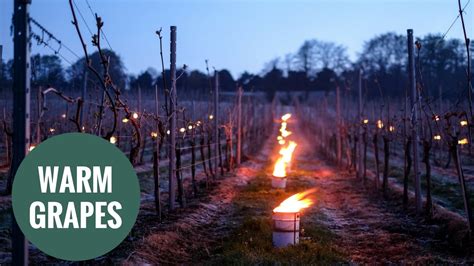 Vineyard Illuminated By Flames To Keep Grape Vines Safe In Cold Weather