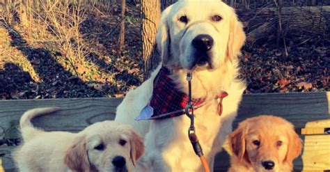 Ce Golden Retriever exprime sa joie devant larrivée de son nouveau