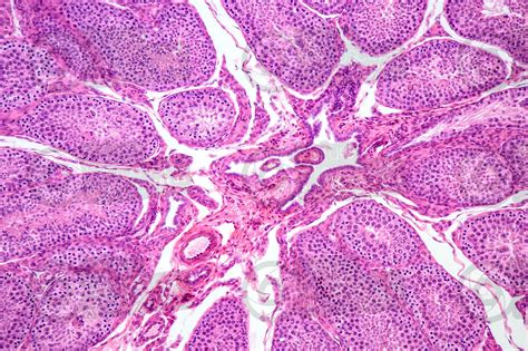 Man Testicle Transverse Section X Man Mammals Reproductive