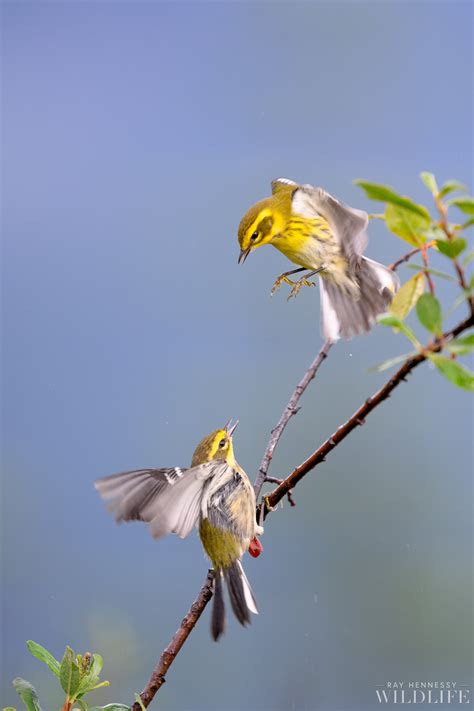 Fighting Townsend's Warblers — Ray Hennessy Wildlife