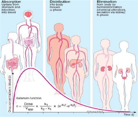 Pharmacokinetics Adme Parameters Notesmed