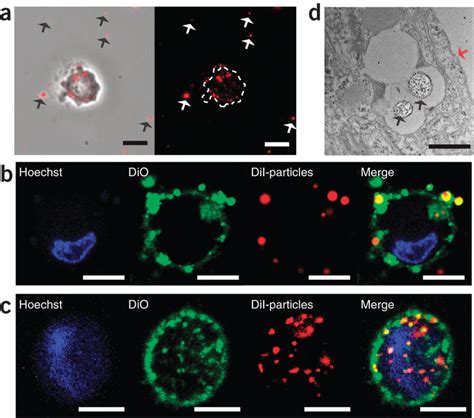 Confirming Cellular Internalization Of Microparticles A An Inverted