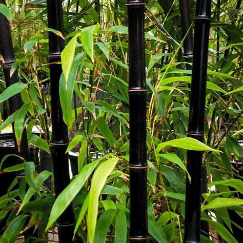 Black Bamboo For Sale | The Tree Center