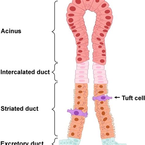 Diagram Representing The Localization Of Tufts Cells In Salivary Glands