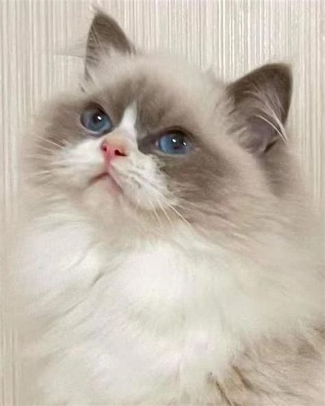 Ragdoll Cats For Sale Houston TX 423924 Petzlover