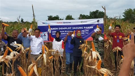 Gelar Demplot Pupuk Kaltim Tingkatkan Produktivitas Jagung Pipil Nunukan