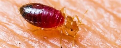 Bed Bug Control Melbourne Removal Treatment Of Bed Bugs