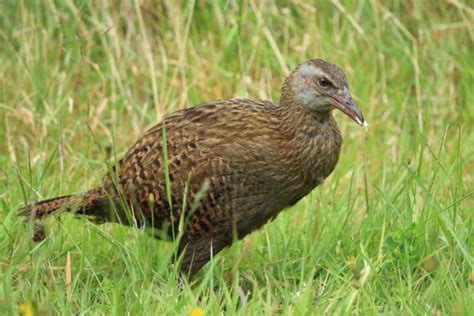 130+ Weka Bird Animal Beak Stock Photos, Pictures & Royalty-Free Images - iStock