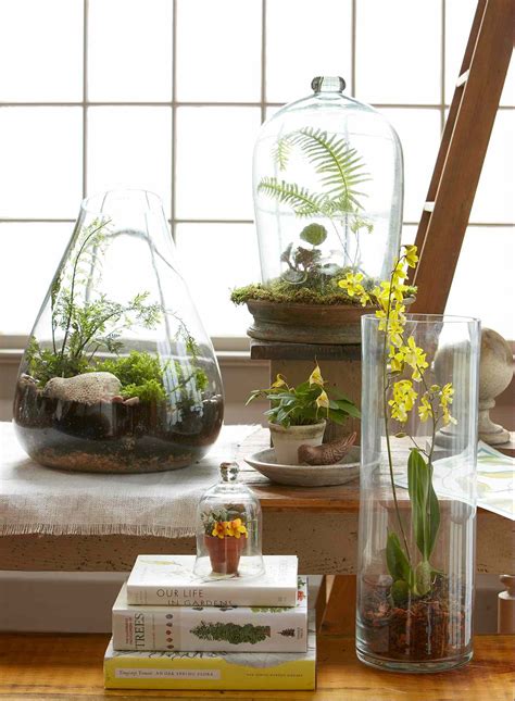 Top Plants For Terrariums Better Homes And Gardens