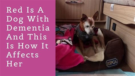 Dog Dementia: What Are the Symptoms and Treatment? | The Dog People by ...