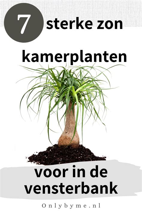 Top 7 Sterke Zon Kamerplanten Voor Vensterbank