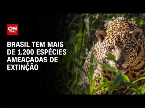 Extinção De Animais Gigantes Afetou Evolução Diz Estudo Cnn Brasil