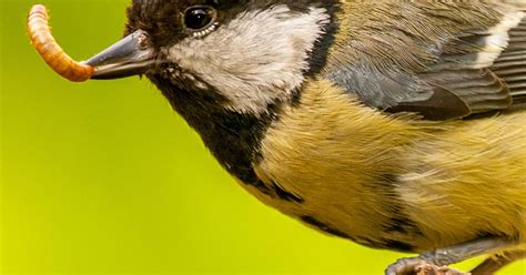 How To Attract Wild Birds Into Your Garden Fasci Garden