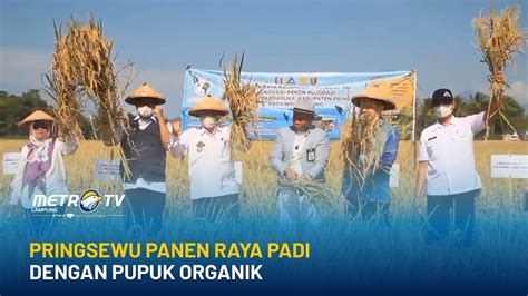 Pringsewu Panen Raya Padi Dengan Pupuk Organik YouTube