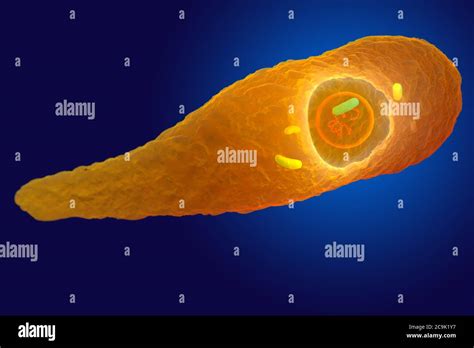 Clostridium perfringens bacterium, illustration. These are Gram ...
