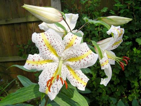 100 Different Types of Lilies for Your Perennial Beds Florgeous