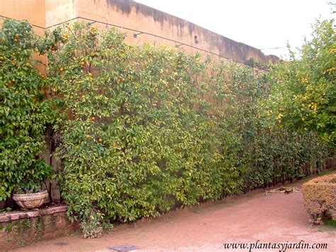 Arbustos para cercos Plantas y Jardín