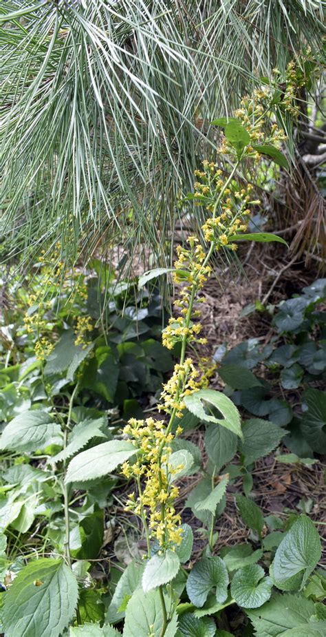 Broad-leaved Goldenrod – Wildflowers of Little Bass Lake