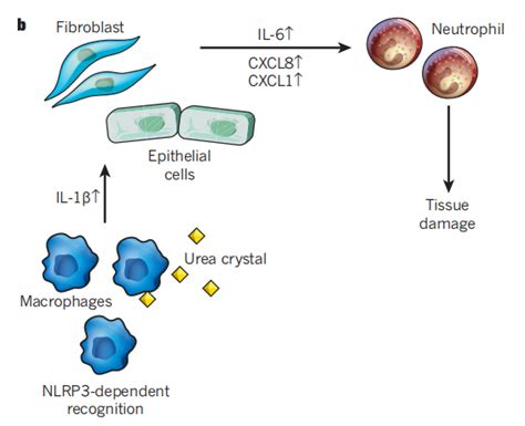 炎症小体inflammasome