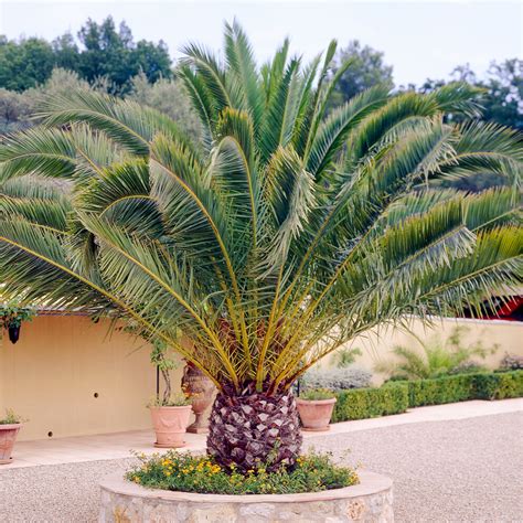 Phoenix Canariensis Palm Tree