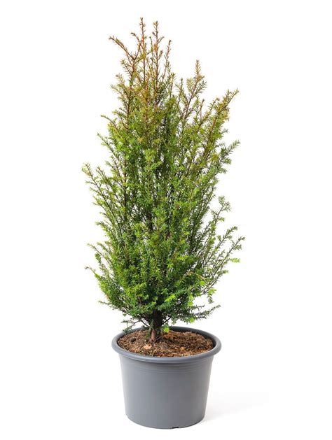 Eibe Taxus Baccata G Nstig Kaufen