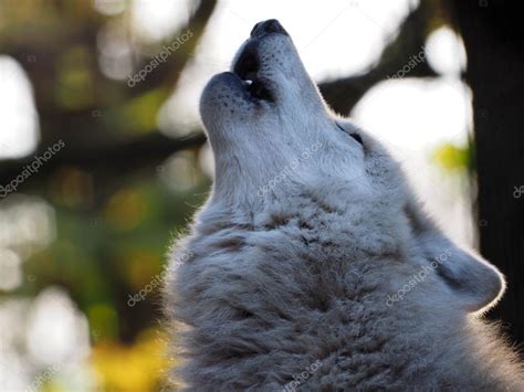 Howling White Wolf Stock Photo by ©EBFoto 61989891