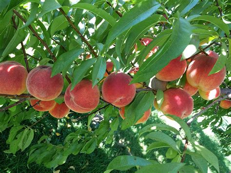 Types of Fruit Trees - Cooperative Extension: Tree Fruits - University ...