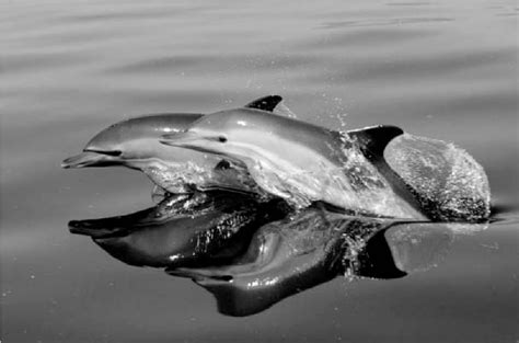 Figure 1 from Ecology, status and conservation of short-beaked common dolphins Delphinus delphis ...