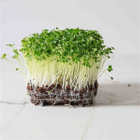 Broccoli Raab - Microgreens seeds | MP Seeds