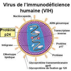 Anticorps Recherche Docteurclic