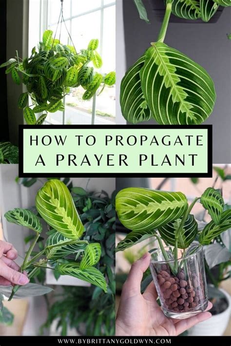 Prayer Plant Propagation Pin By Brittany Goldwyn Live Creatively