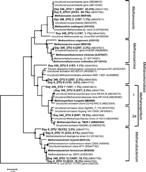 Phylogenetic Tree Of Archaea Showing The Positions Of The Clones