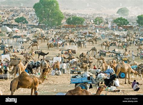 Pushkar Festivals In Rajasthan Hi Res Stock Photography And Images Alamy