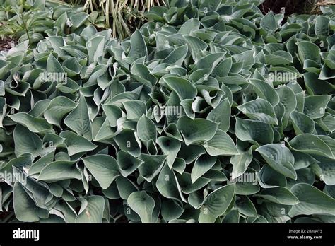 Hosta Blue Cadet Stock Photo Alamy