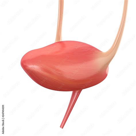 Bladder anatomy, illustration Stock Photo | Adobe Stock