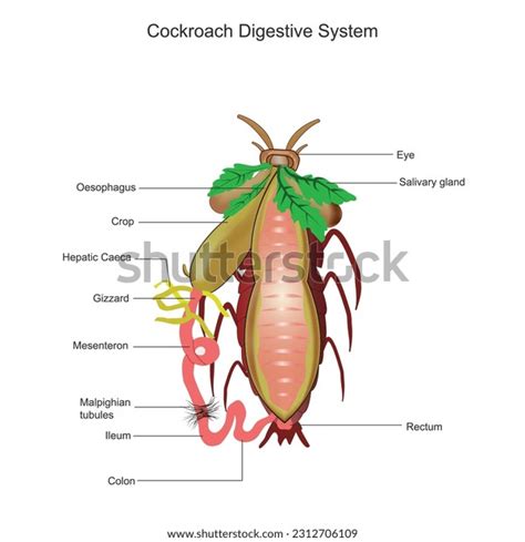 Cockroach Digestive System Cockroach Anatomy Biological Stock Vector