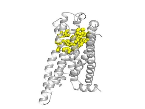 Bitter taste receptors could serve as endogenous sensors for bile acids ...