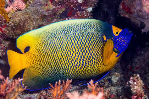 Poisson Ange à Front Jaune • Pomacanthus Xanthometopon • Fiche Poissons