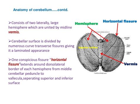 Download Cerebellum Anatomy And Physiology Ppt Gif | Ceiling Art Design